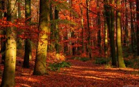 /album/galeria/a6976092-autumn-forest-wallpaper-jpg/